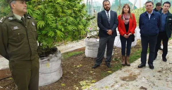 a_1_cultivo_linares_fundacion_daya