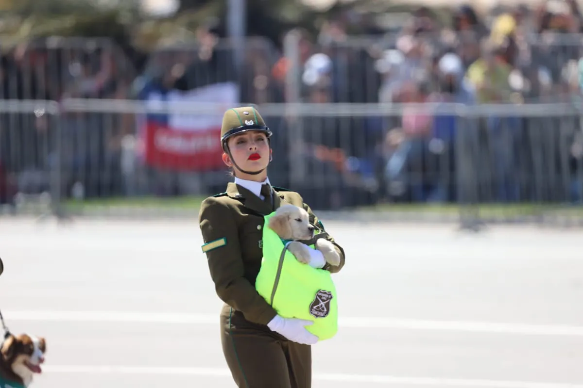 Gran Parada Militar 2025. Fotógrafo Cristian Daniel González Henríquez para The Times en Español