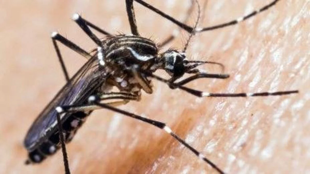 Dengue /Gobierno de Chile