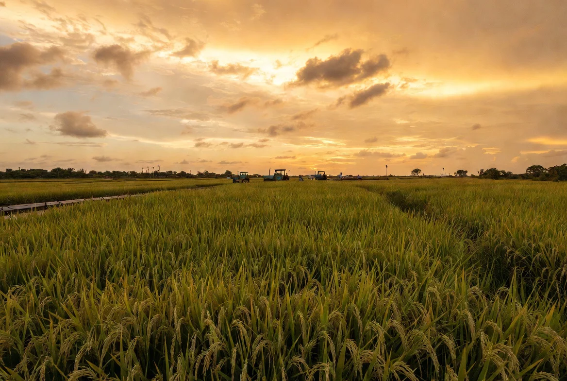 Campos de arroz dorados en Pinar del Río con expertos vietnamitas y agricultores cubanos