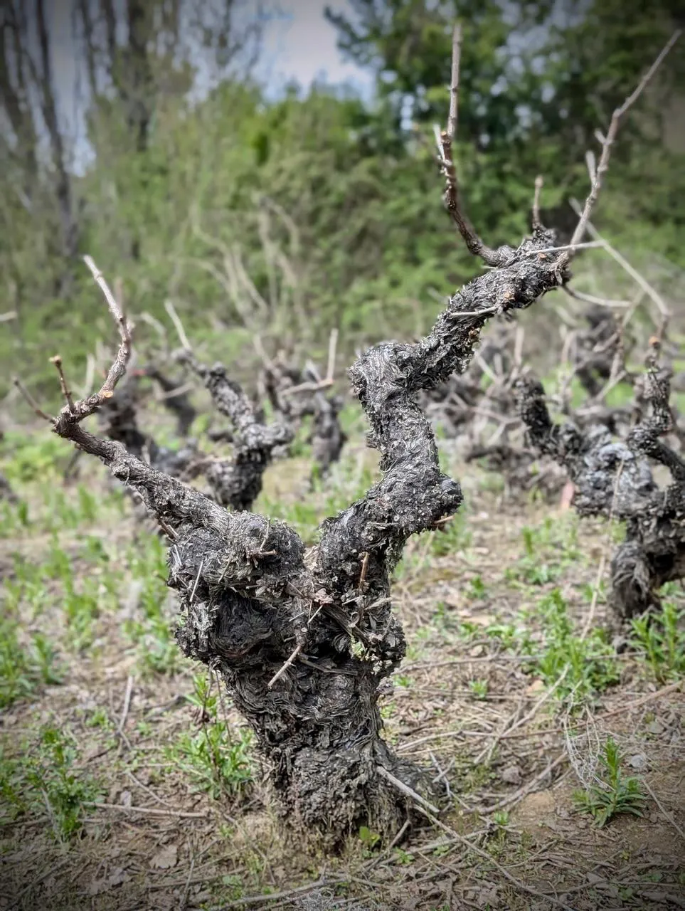 cabernet 2025 1