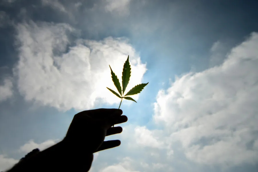 Ruta para legalizar el cannabis, 📷 Agencia Uno