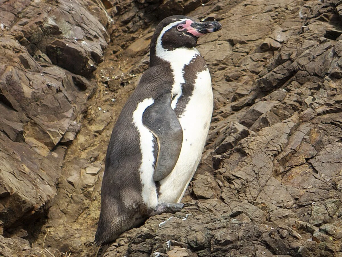 pingüino de Humboldt / Cedida